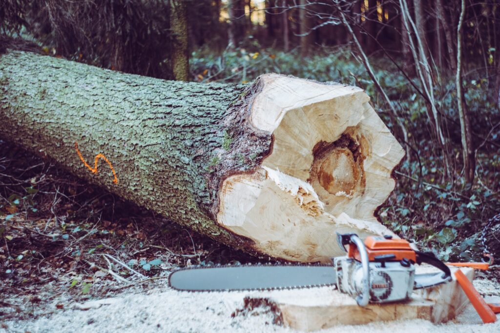 Freshly cut down hardwood tree ready to be processed into firewood